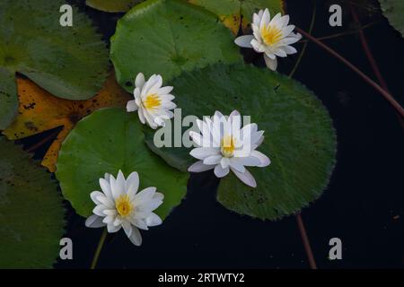 Vollblütige Weiße-Wasser-Lilie (Nymphaeaceae, Seerosen, lilly), die Nationalblume von Bangladesch. Foto von „Shatla Beel“ in Ujirpur in Bar Stockfoto