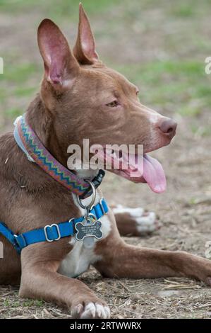 Glücklicher entspannter Pitbull, der sich im Park hinlegt Stockfoto