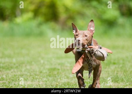 Pit-Bull-Terrier läuft mit ihrem Lieblings-Hundespielzeug auf die Kamera zu Stockfoto