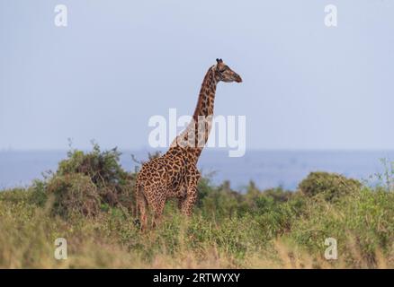 Zebra aus der Savanne von Masaimara, Kenia Stockfoto