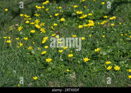 Hellgelbe Frühfrühlingsblumen der Ficaria verna, auch bekannt als kleine Sellandine oder Pleuel, die im Gras im Februar wächst Stockfoto