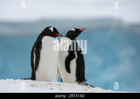 Gentoo Pinguine (Pygoscelis papua), Damoy Point, Wiencke Island, Antarktis. Stockfoto