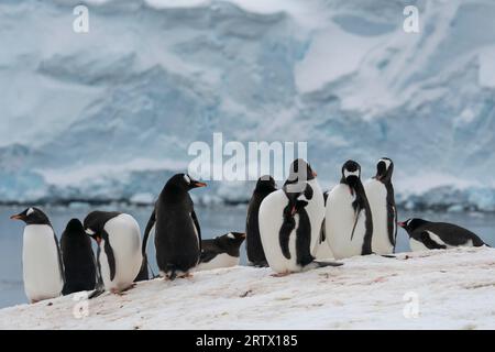 Gentoo Pinguine (Pygoscelis papua), Damoy Point, Wiencke Island, Antarktis. Stockfoto