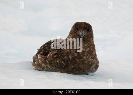 Braunskua (Stercorarius lonnbergi) auf Eis, Paradise Bay, Antarktis. Stockfoto