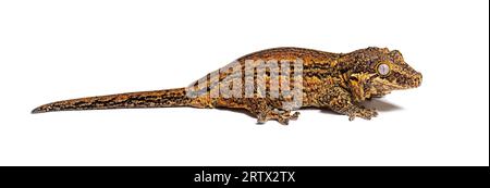 Seitenansicht eines New Caledonia Bumpy Gecko, Rhacodactylus auriculatus Stockfoto