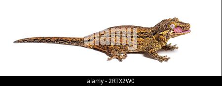 Seitenansicht eines Geckos aus Neukaledonien, der sein Auge leckt, um ihn anzufeuchten, Rhacodactylus auriculatus Stockfoto