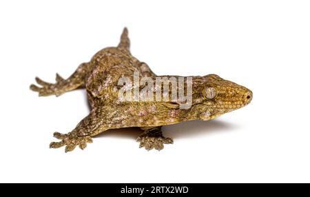 Neukaledonia-Bumpy-Gecko, Rhacodactylus auriculatus Stockfoto