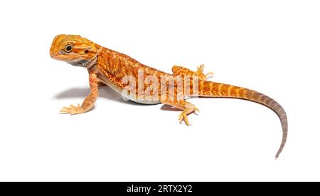 Pogona, Pogona vitticeps, vorne stehend, isoliert auf weiß Stockfoto