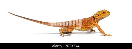 Pogona, Pogona vitticeps, vorne stehend, isoliert auf weiß Stockfoto