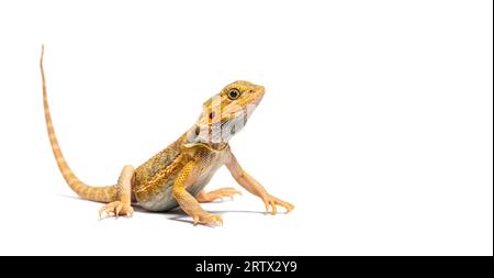 Pogona, Pogona vitticeps, vorne stehend, isoliert auf weiß Stockfoto