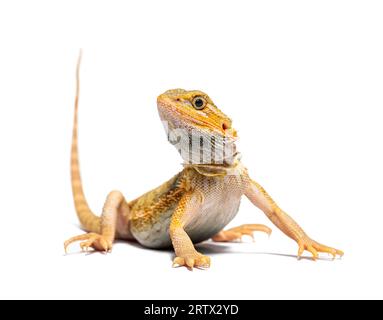 Pogona, Pogona vitticeps, vorne stehend, isoliert auf weiß Stockfoto