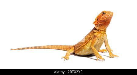 Pogona, Pogona vitticeps, vorne stehend, isoliert auf weiß Stockfoto