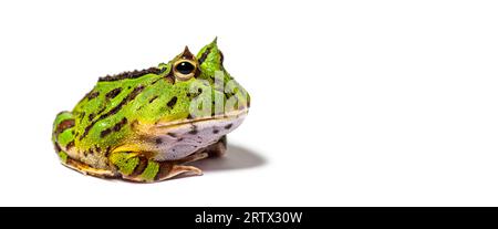 Argentinischer gehörnter Frosch, Ceratophrys ornata, isoliert auf Weiß Stockfoto