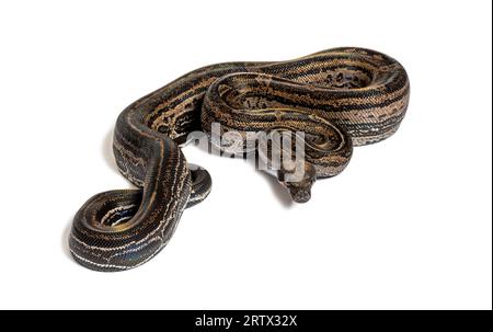 Boa Constrictor Leopard, isoliert auf Weiß Stockfoto