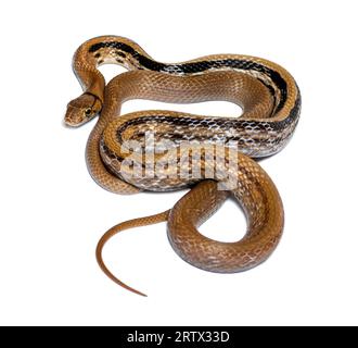 Copperhead Ratte Snake tongue out, Coelognathus radiatus, isoliert auf Weiß Stockfoto