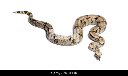 Boa constricteur schnüffelt mit der Zunge heraus, isoliert auf Weiß Stockfoto