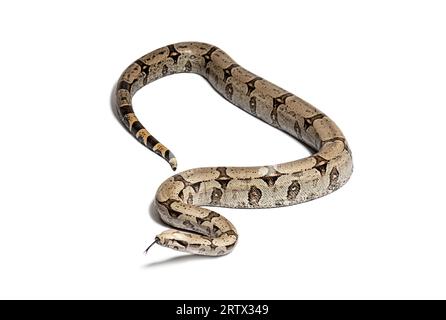 Boa constricteur schnüffelt mit der Zunge heraus, isoliert auf Weiß Stockfoto