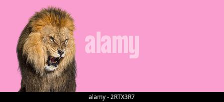 Kopfschuss eines erwachsenen männlichen Löwen, der ein Gesicht macht, isoliert auf rosa Stockfoto