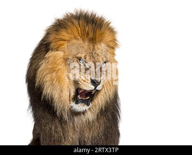 Löwe zieht an einem Gesicht, schaut auf die Kamera und zeigt ihre Zähne, isoliert auf Weiß Stockfoto