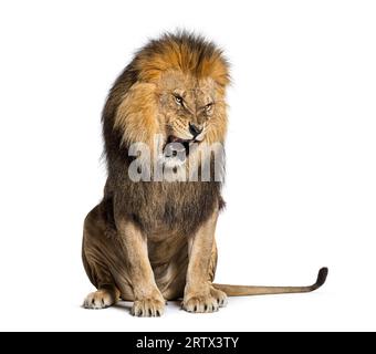 Sitzender Löwe, brüllend, knurrend und seine Zähne aggressiv zeigend, Panthera leo, isoliert auf weiß Stockfoto