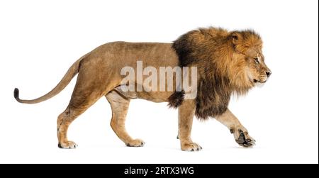 Seitenansicht eines männlichen erwachsenen Löwen, der wegläuft, isoliert auf weiß Stockfoto