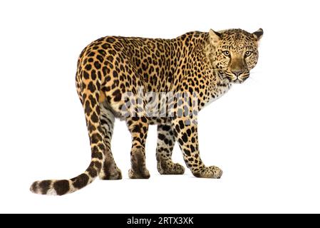 Rückansicht eines gepunkteten Leoparden Panthera pardus mit Blick auf die Kamera, isoliert auf weiß Stockfoto