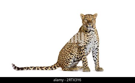 Gefleckter Leopard, der vor der Kamera steht, isoliert auf Weiß Stockfoto