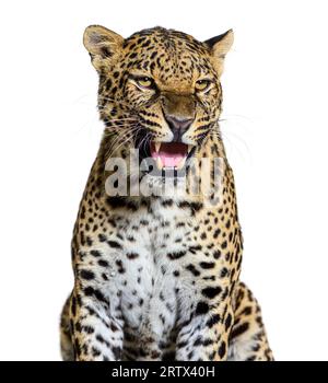 Gefleckter Leoparden brüllt und zeigt seine Hunde aggressiv, Panthera pardus, isoliert auf weiß Stockfoto