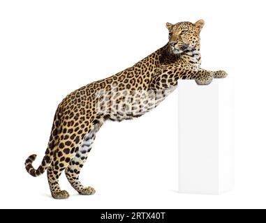 Seitenansicht eines Leoparden, der mit seinen Vorderbeinen auf einer Basis Panthera pardus steht, isoliert auf weiß Stockfoto