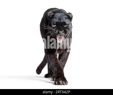 Schwarzer Leoparde, panthera pardus, auf dem Weg, starrte auf die Kamera und zeigte seine Zähne, isoliert auf weiß Stockfoto