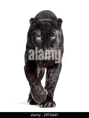 Schwarzer Leoparden, panthera pardus, der auf die Kamera zugeht und sie anstarrt, isoliert auf weiß Stockfoto