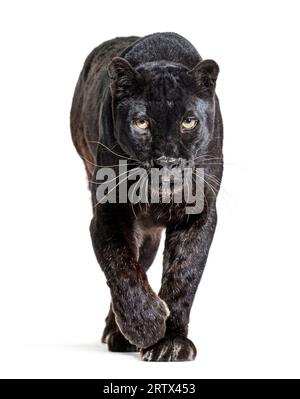 Schwarzer Leoparden, panthera pardus, der auf die Kamera zugeht und sie anstarrt, isoliert auf weiß Stockfoto