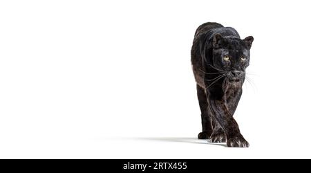 Schwarzer Leoparden, panthera pardus, der auf die Kamera zugeht, benner mit großem Kopierraum, isoliert auf weiß Stockfoto