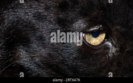 Nahaufnahme des gelben Auges eines schwarzen Leoparden, einer großen Katze Stockfoto