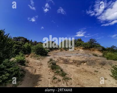 Grüne Büsche auf der steinigen Straße zum Strand der Insel Rab in Kroatien Stockfoto