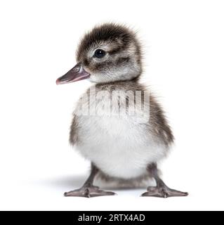 Ein paar Tage altes madagassisches blaues Entlein, Anas bernieri, isoliert auf Weiß Stockfoto