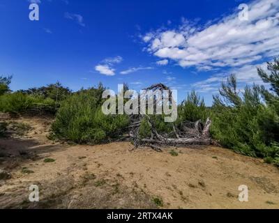 Grüne Büsche auf der steinigen Straße zum Strand der Insel Rab in Kroatien Stockfoto