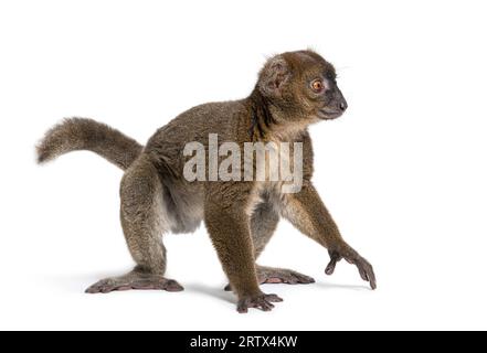 Großer Bambuslemur, Prolemur simus, isoliert auf weiß Stockfoto