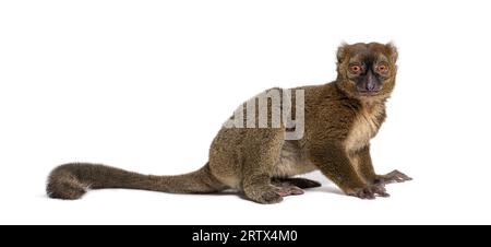Großer Bambuslemur, Prolemur simus, isoliert auf weiß Stockfoto