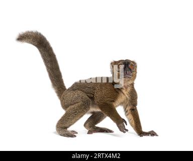 Großer Bambuslemur, Prolemur simus, isoliert auf weiß Stockfoto