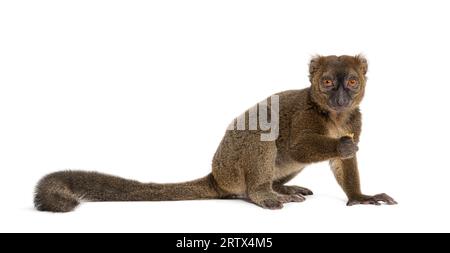 Großer Bambuslemur, Prolemur simus, isoliert auf weiß Stockfoto