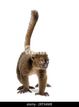 Großer Bambuslemur, Prolemur simus, isoliert auf weiß Stockfoto