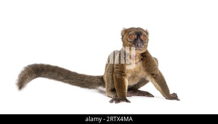 Großer Bambuslemur, Prolemur simus, isoliert auf weiß Stockfoto