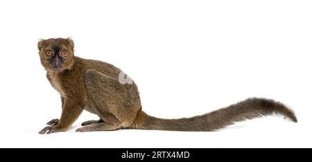 Großer Bambuslemur, Prolemur simus, isoliert auf weiß Stockfoto