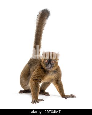 Großer Bambuslemur, Prolemur simus, isoliert auf weiß Stockfoto