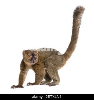 Großer Bambuslemur, Prolemur simus, isoliert auf weiß Stockfoto