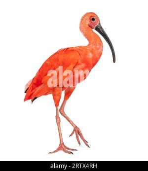 Seitenansicht eines scharlachroten Ibis Walking, Eudocimus ruber, isoliert auf weiß Stockfoto