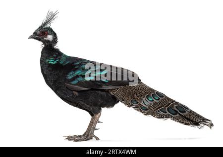 Palawan-Pfau-Fasan, Polyplectron napoleonis, isoliert auf weiß Stockfoto