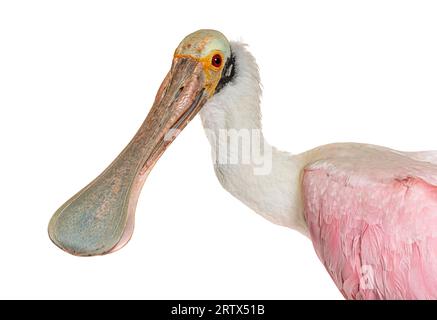 Nahaufnahme eines Rosenschnabels, Platalea ajaja, isoliert auf weiß Stockfoto