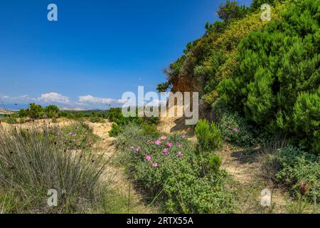 Kieselstrände Insel Rab Sommerurlaub in Kroatien Stockfoto